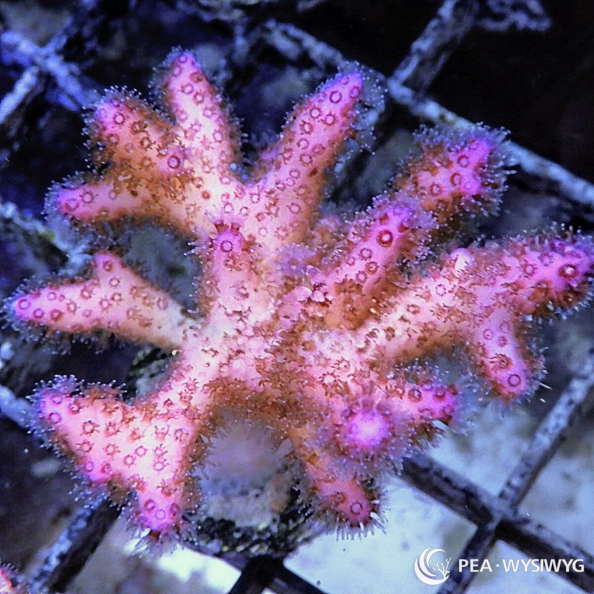 Pink Purple Pocillopora Pocillopora sp. WYSIWYG coral frag with pink purple branches, pale highlights, fine polyps, and compact branching growth