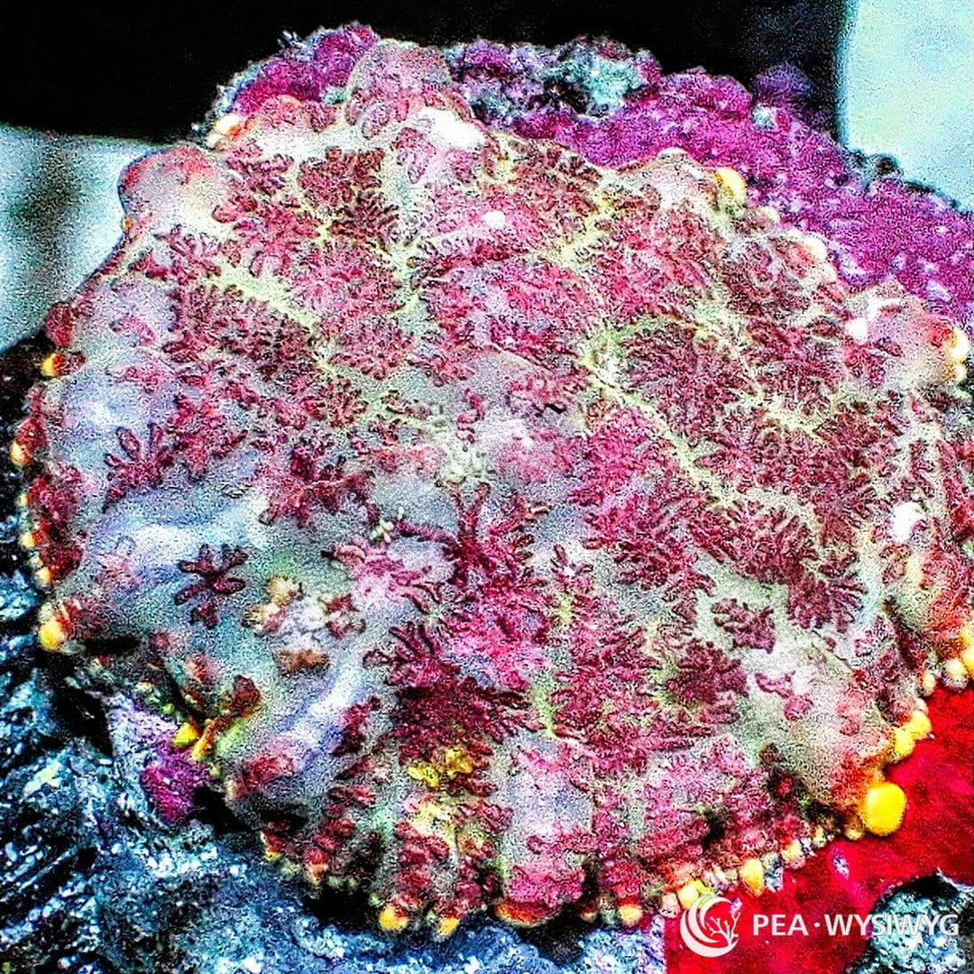 Pink-Purple Rhodactis Mushroom aquacultured mushroom coral with vibrant pink and purple coloration