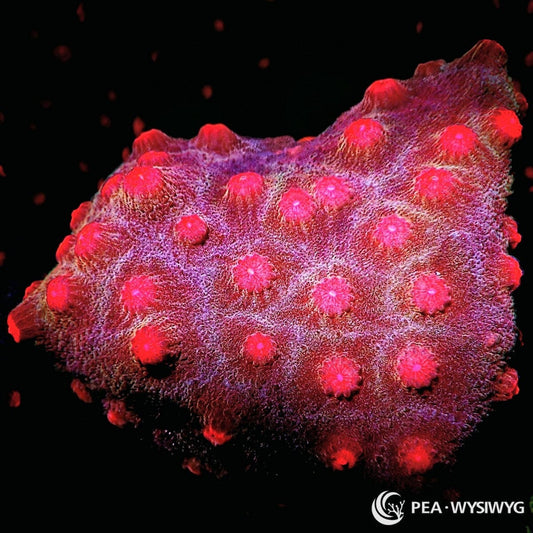 Pink Red Cyphastrea Cyphastrea sp. WYSIWYG coral frag with ruby red tissue, bright red raised polyps, and pale lavender white highlights