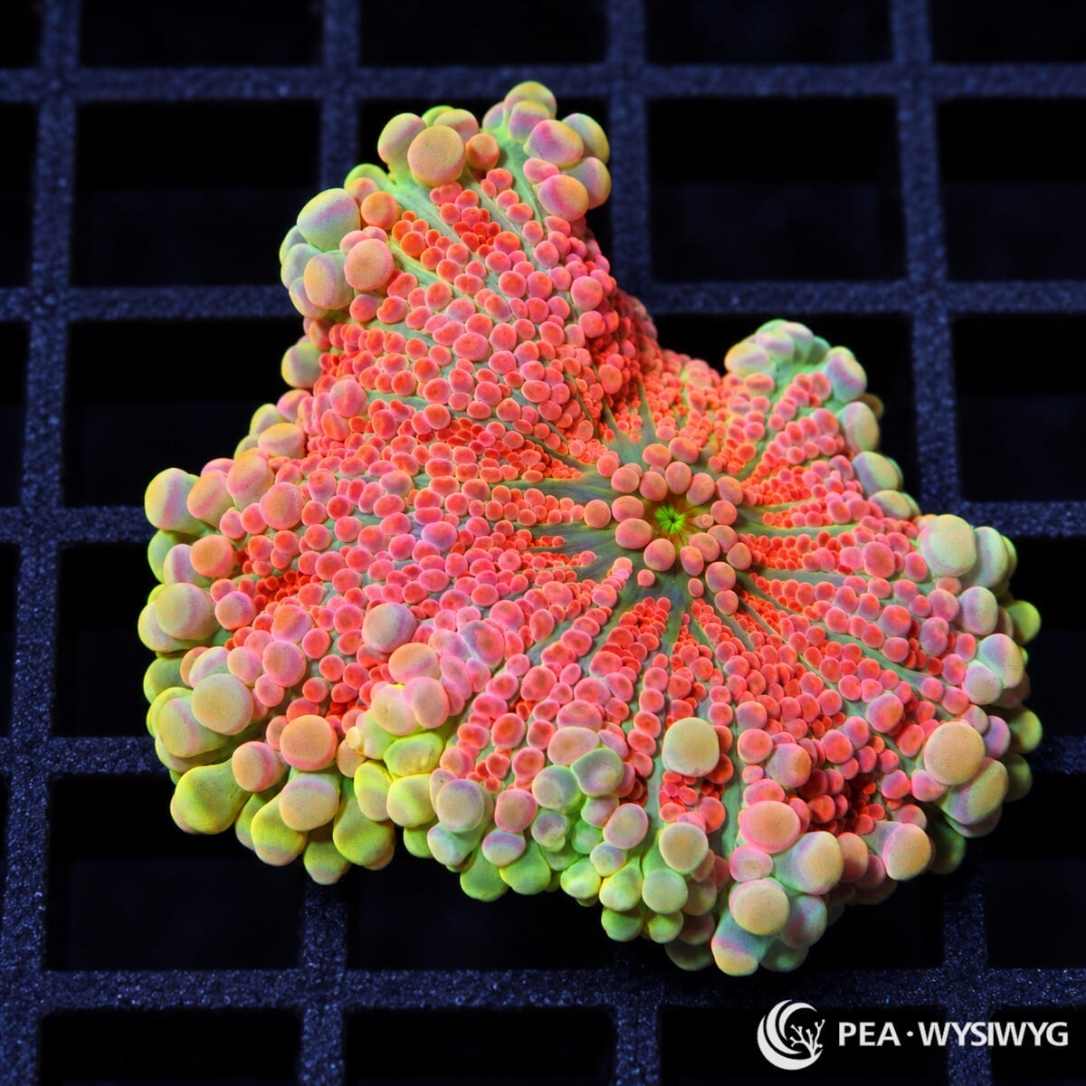 Pink Red Ricordea Yuma Ricordea yuma WYSIWYG coral frag with vivid pink-red vesicles and pale green outer highlights