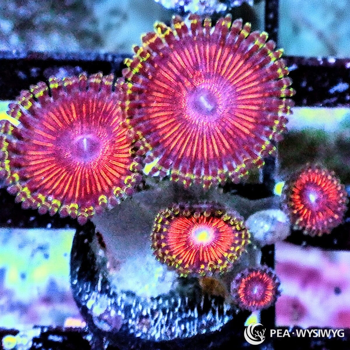 Pink red Zoanthids WYSIWYG frag with bright centers and colorful polyps under reef aquarium lighting