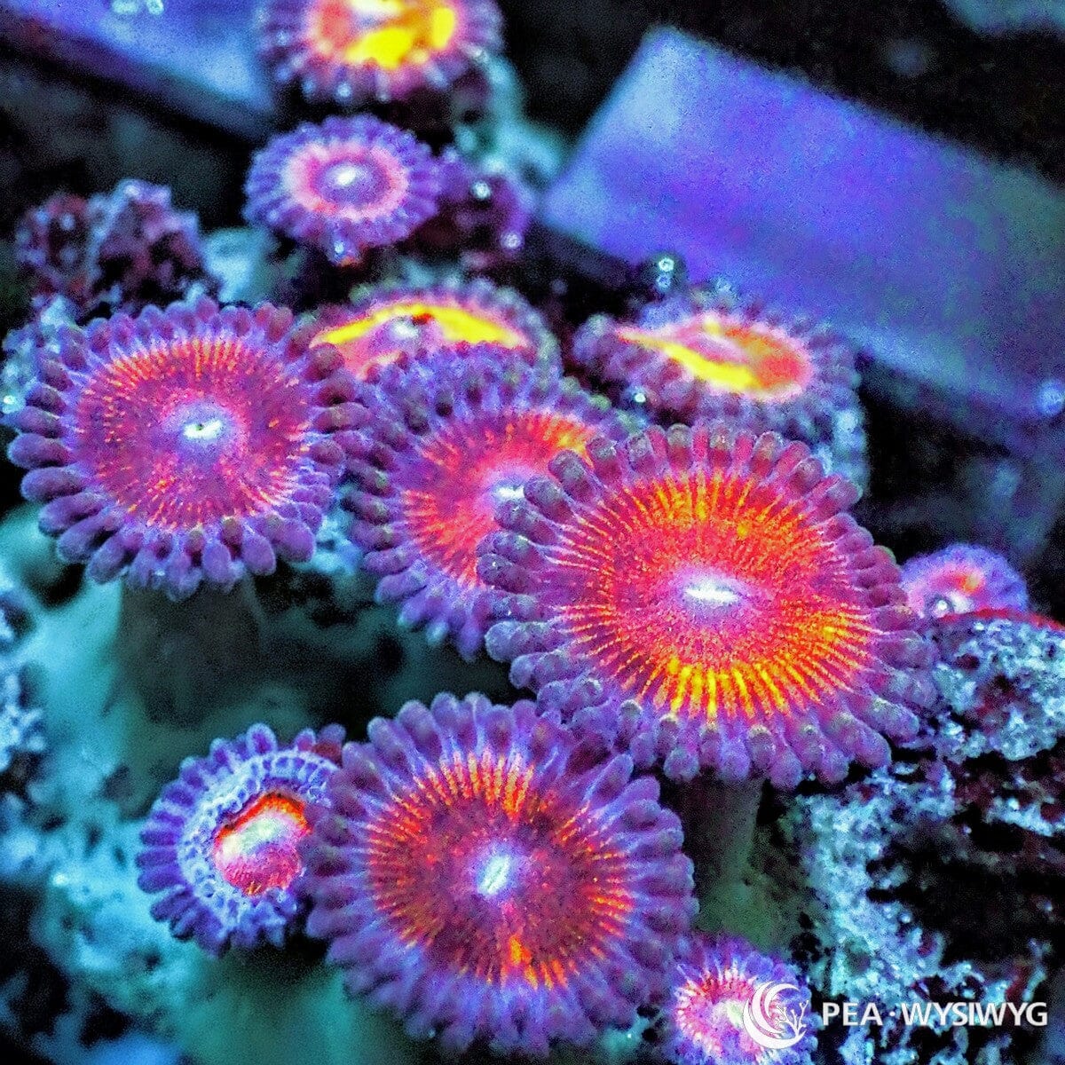 Pink Red Zoanthids Zoanthus sp. WYSIWYG soft coral with pink-red centers, glowing mouths, and purple-blue skirts