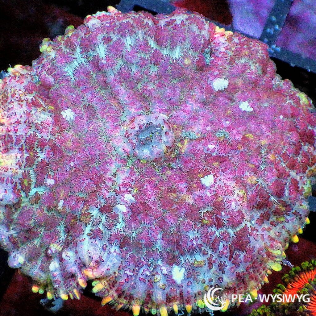 Pink Rhodactis Mushroom WYSIWYG aquacultured coral from Pacific East Aquaculture
