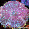 Pink Rhodactis Mushroom WYSIWYG aquacultured coral from Pacific East Aquaculture
