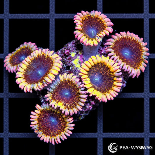 Pink Rim Stardust Zoanthids Zoanthus sp. WYSIWYG coral with burgundy-purple centers, golden speckles, turquoise mouths, and pink-yellow skirts