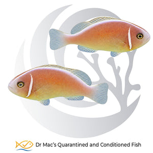Pink Skunk Clownfish pair Amphiprion perideraion with peach-pink bodies, white head bands and white dorsal stripes