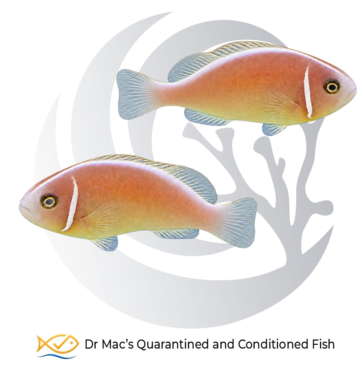 Pink Skunk Clownfish pair Amphiprion perideraion with peach-pink bodies, white head bands and white dorsal stripes