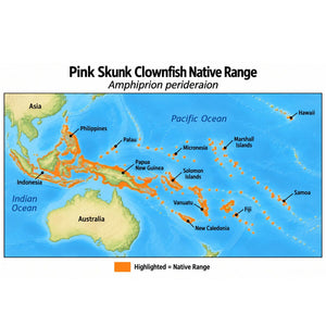 Pink Skunk Clownfish (Amphiprion perideraion) native range map highlighting its Indo-Pacific distribution in orange, including Indonesia, the Philippines, Papua New Guinea, and western and central Pacific island regions.
