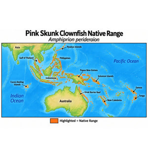 Native range map of Pink Skunk Clownfish (Amphiprion perideraion), highlighting its Indo-Pacific distribution from the Gulf of Thailand and Cocos-Keeling Islands east to Samoa and Tonga, north to the Ryukyu Islands, and south to the Great Barrier Reef and New Caledonia.