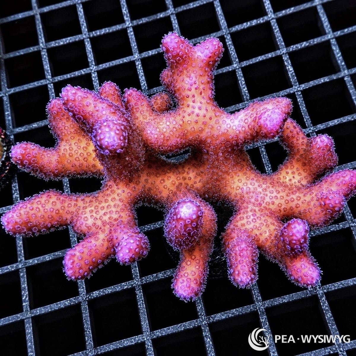 Pink Stylophora Stylophora sp. coral colony with salmon-pink branches, magenta-purple tips, and densely spaced corallites