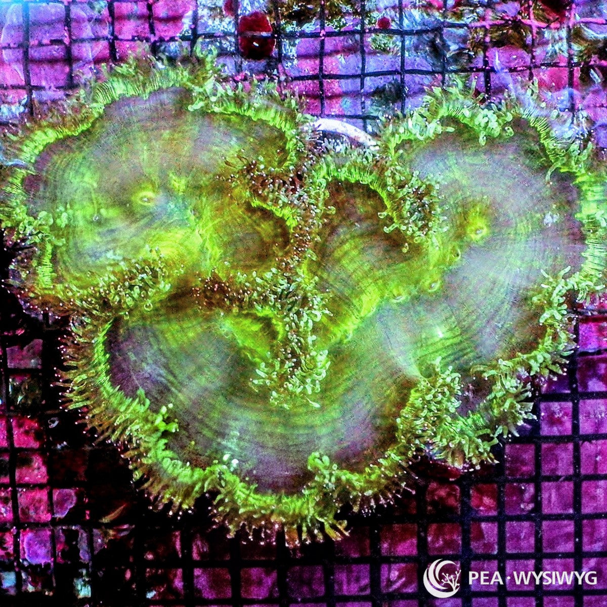 Pink Tip Elegance Coral Catalaphyllia jardinei WYSIWYG LPS coral colony with green center and pink tipped tentacles