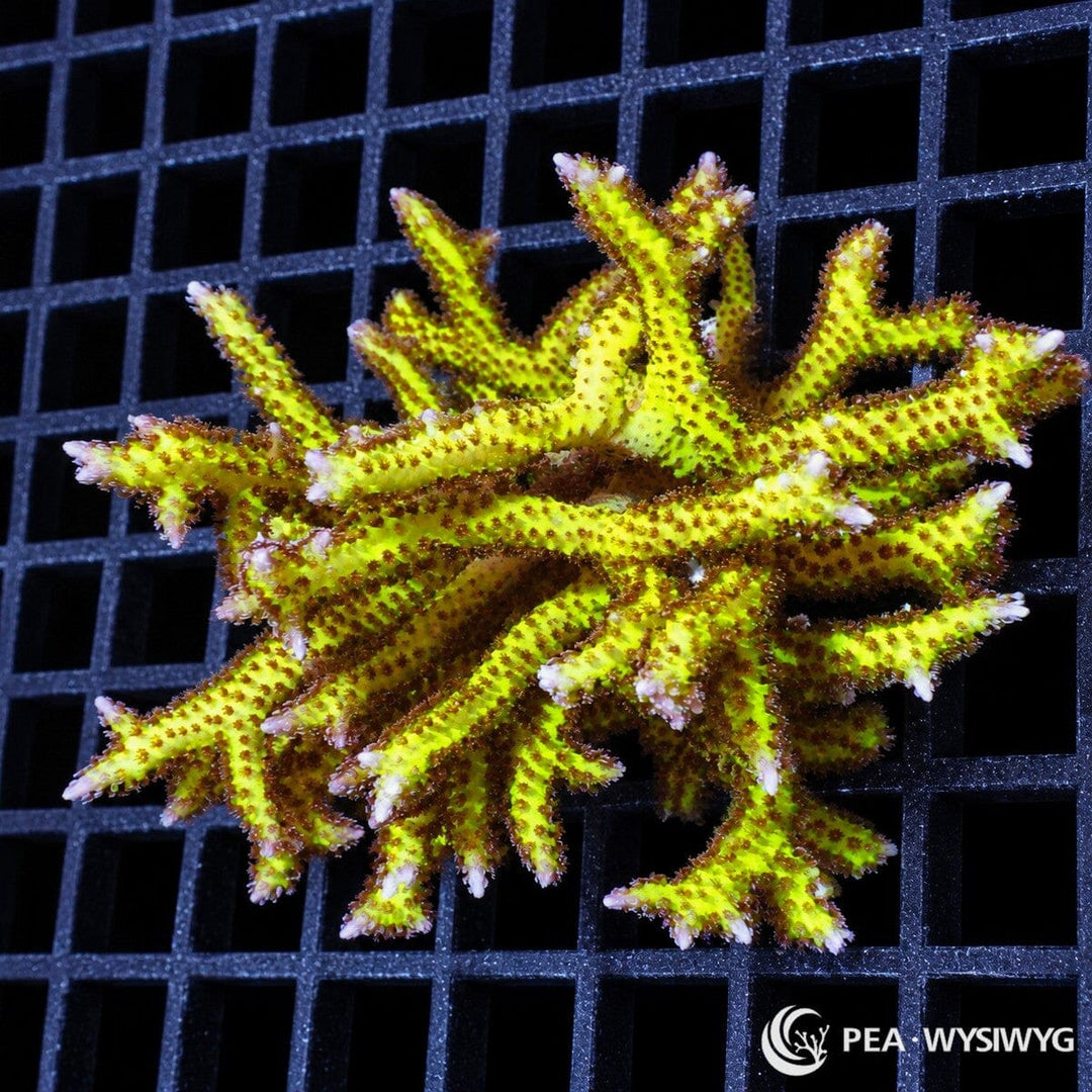 Pink Tip Pohnape Bird’s Nest Seriatopora hystrix coral colony with vivid lime-green branches, reddish-brown polyps, and pale pink growth tips