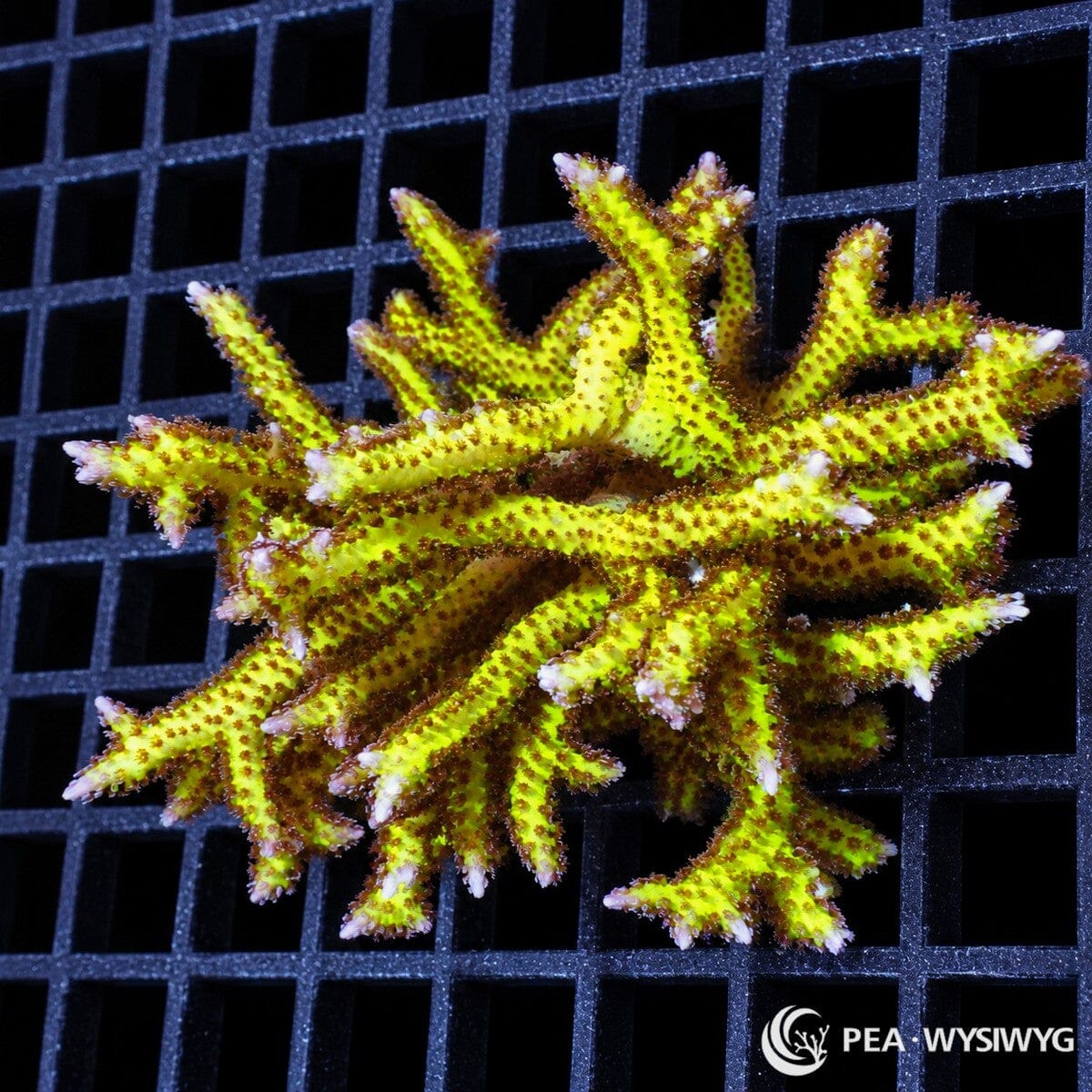 Pink Tip Pohnape Bird’s Nest Seriatopora hystrix coral colony with vivid lime-green branches, reddish-brown polyps, and pale pink growth tips