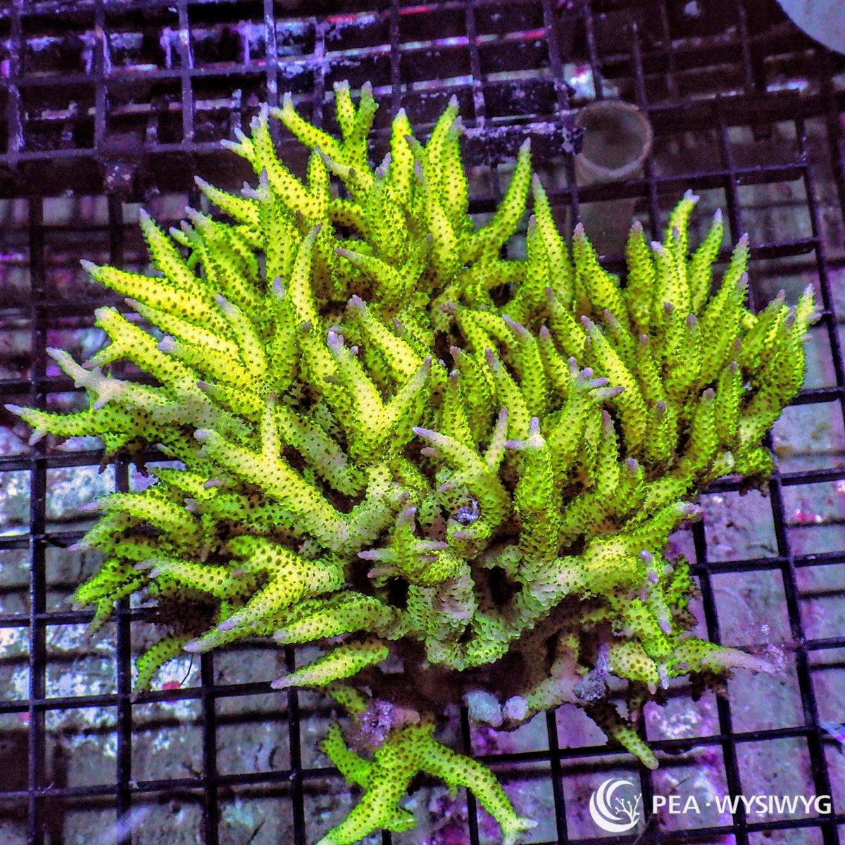 Pink Tip Pohnape Bird’s Nest Seriatopora hystrix WYSIWYG SPS coral colony with neon green branches and pink tips
