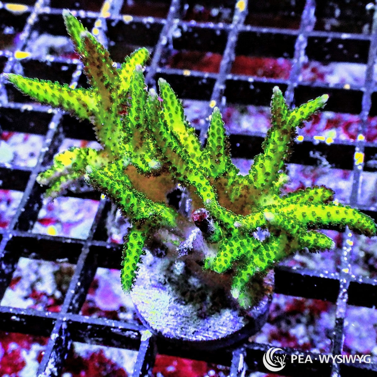 Pink Tip Pohnape Bird’s Nest Seriatopora hystrix WYSIWYG coral frag with bright green branches, darker polyp texture, pink tips, and compact branching growth