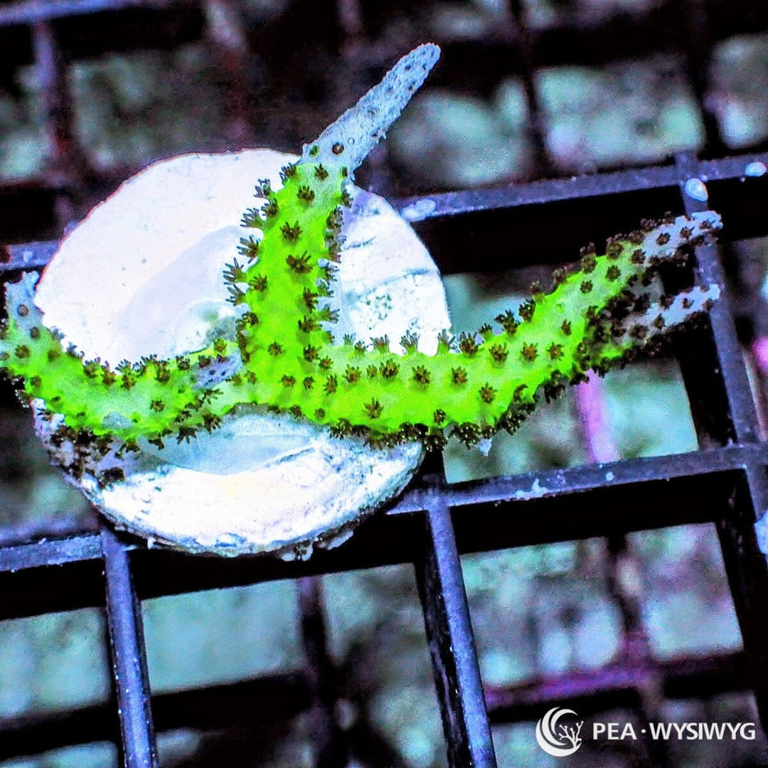 Pink Tip Pohnpei Bird’s Nest Seriatopora sp. WYSIWYG coral frag with bright green branching growth and contrasting pink-tipped branches