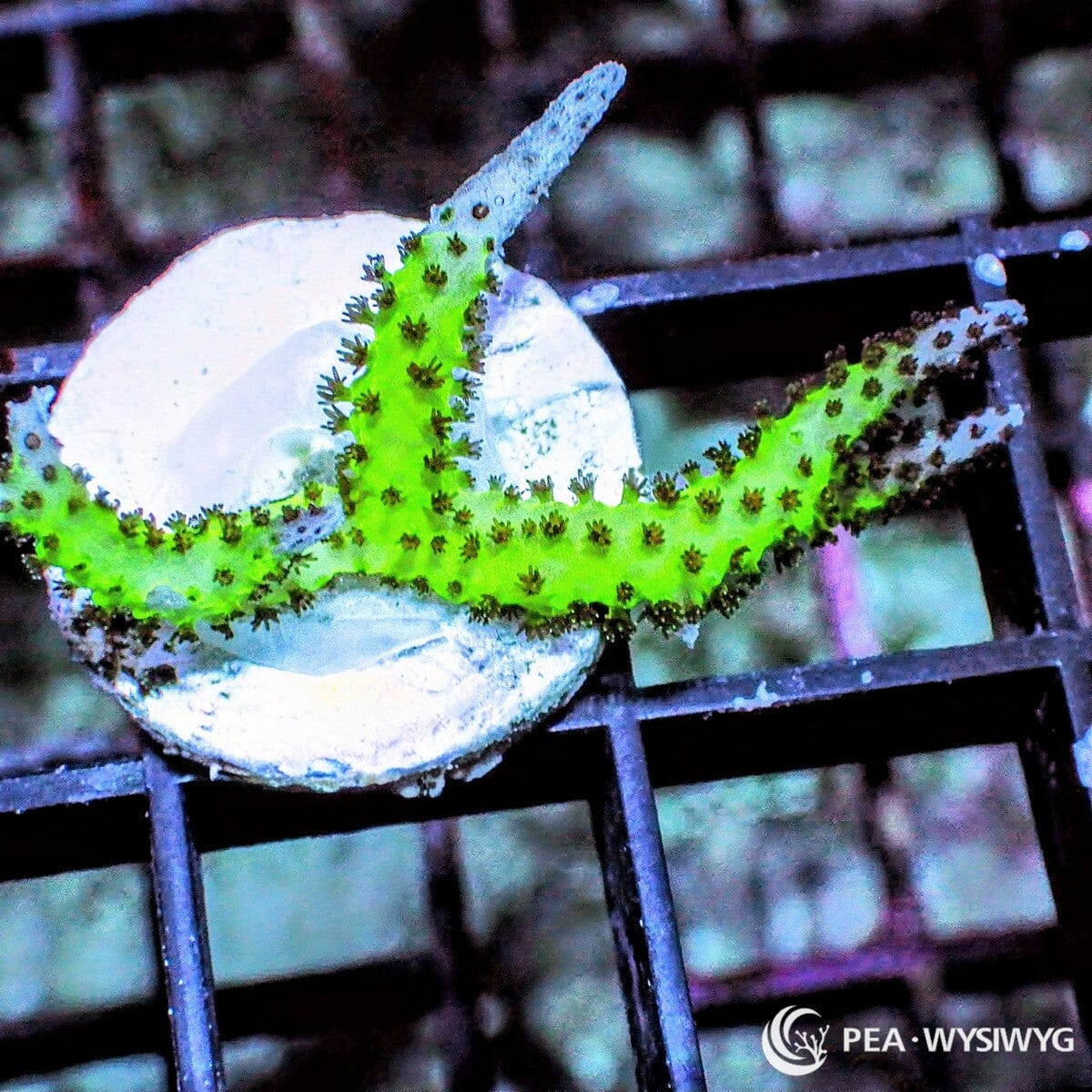 Pink Tip Pohnpei Bird’s Nest Seriatopora sp. WYSIWYG coral frag with bright green branching growth and contrasting pink-tipped branches