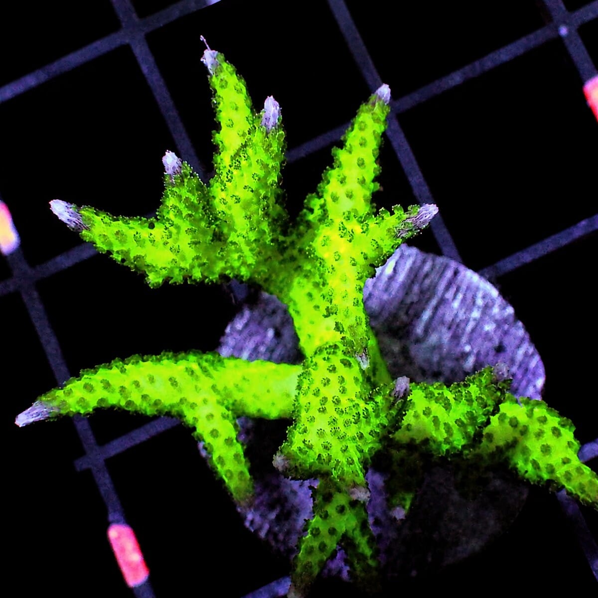 Pink Tip Ponape Bird’s Nest Seriatopora hystrix WYSIWYG SPS coral frag