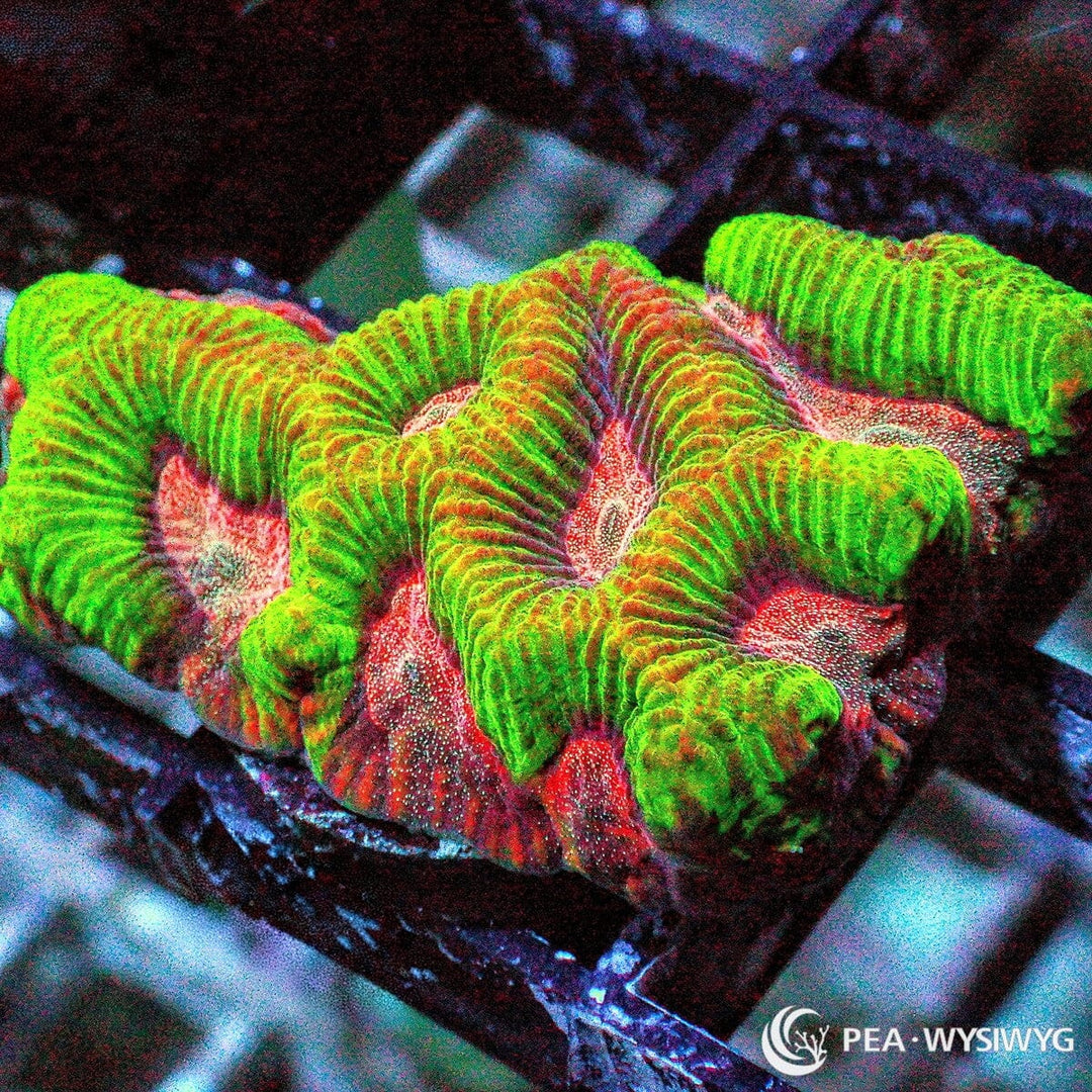 Ultra Platygyra Maze Brain WYSIWYG LPS coral frag with bright green ridges and pink-red maze patterning