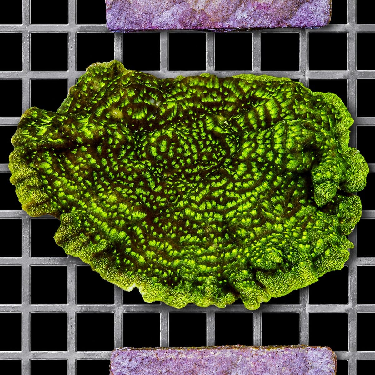 Plating Neon Psammocora Psammocora species WYSIWYG coral colony