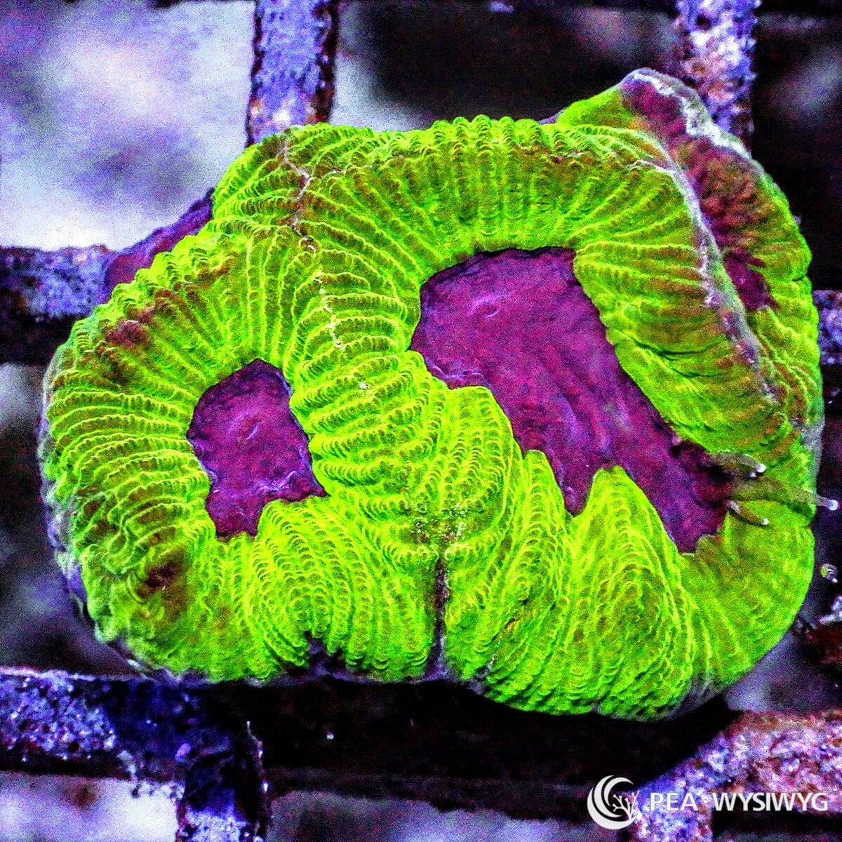Purple Green Platygyra Maze Brain coral with neon green ridges and purple valleys, WYSIWYG under $25 LPS coral frag