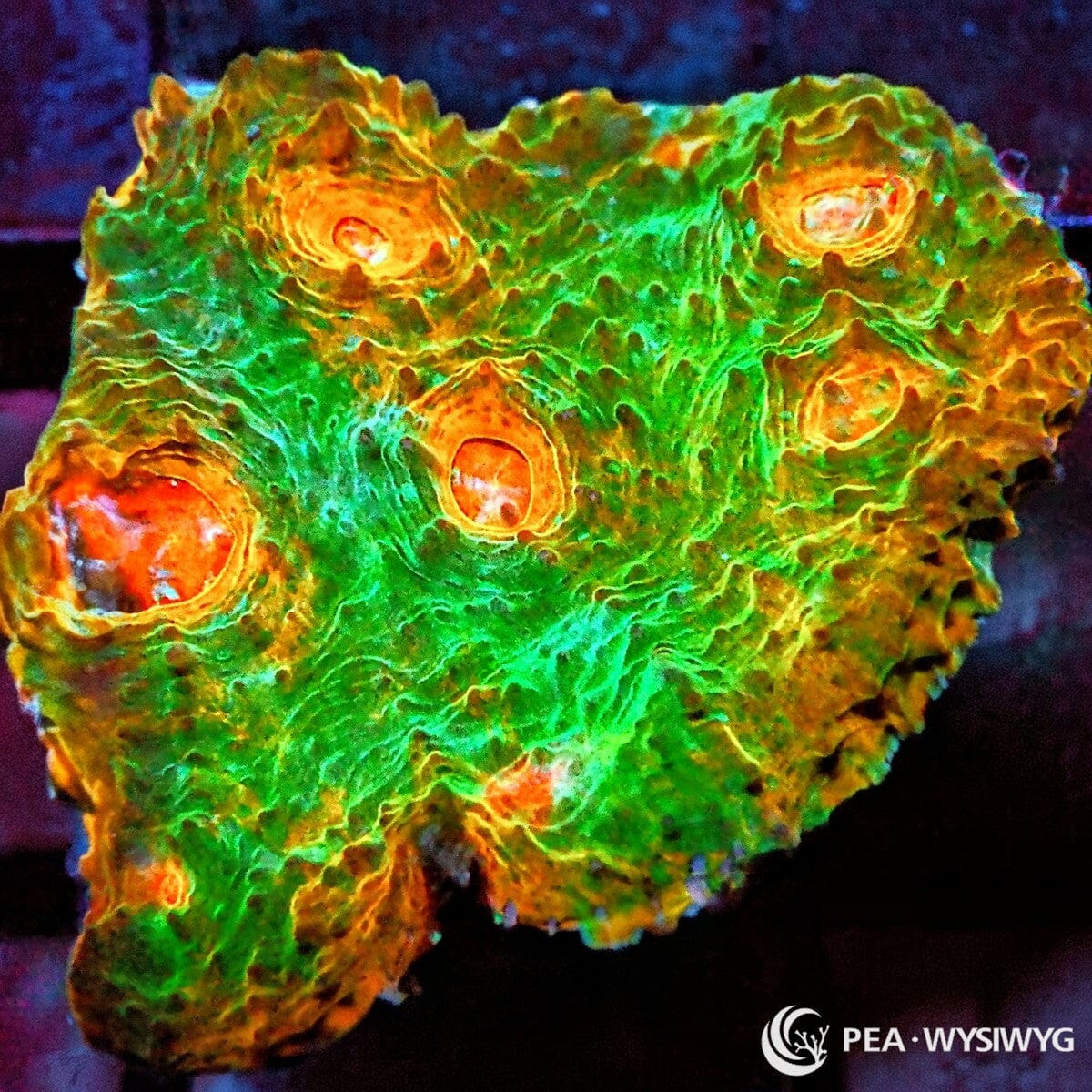 Popping Chalice WYSIWYG coral frag with bright orange-red rim, purple base, and green highlights