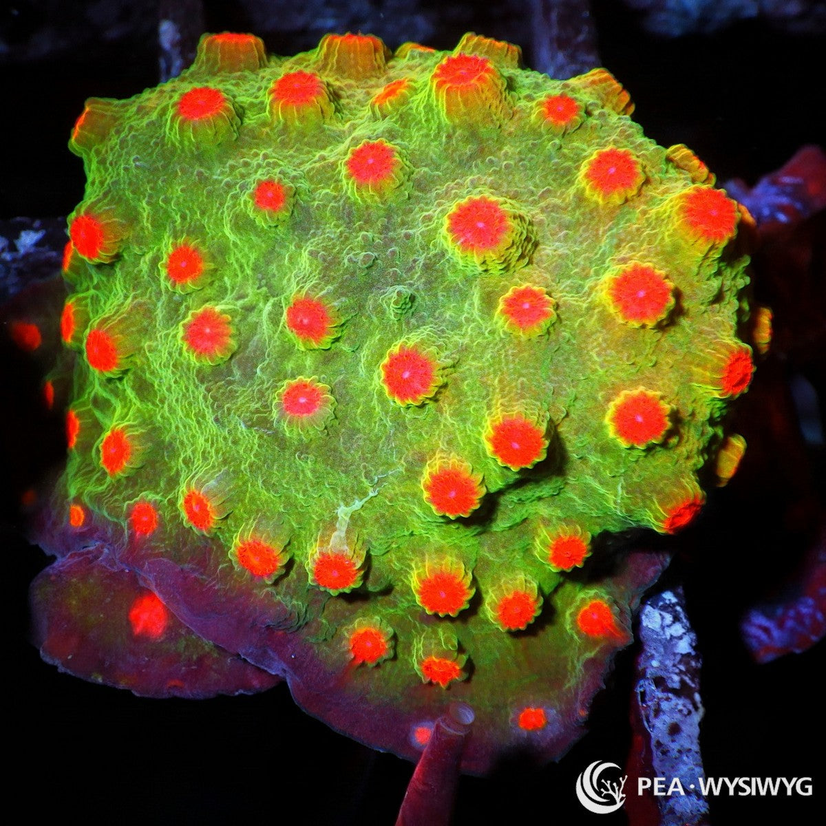 Poppy Pickin Cyphastrea Cyphastrea sp. WYSIWYG coral frag with glowing green tissue, red orange polyps, and yellow green halos