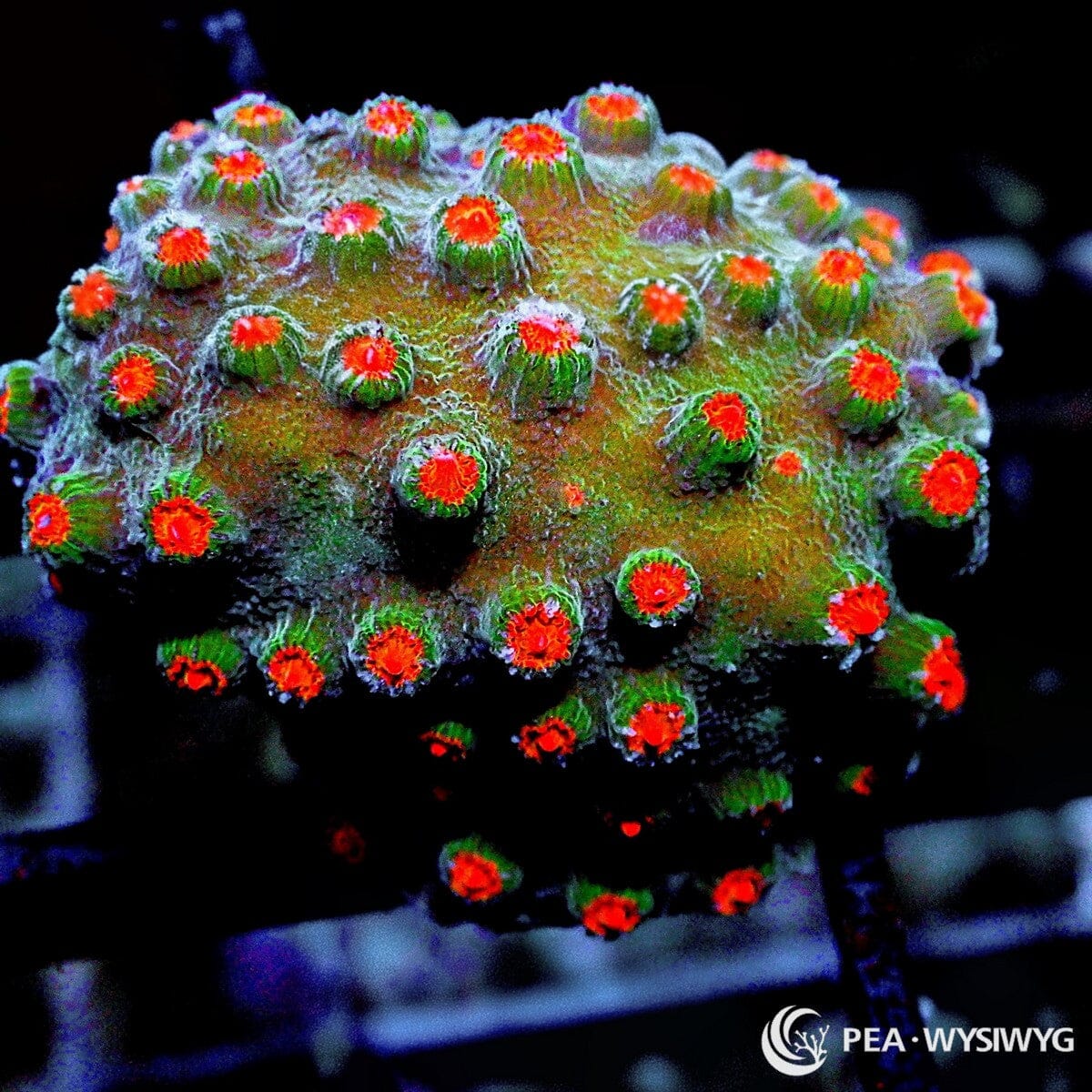 Poppy Pickin Cyphastrea coral with red-orange polyps and green base, WYSIWYG under $25 reef coral frag