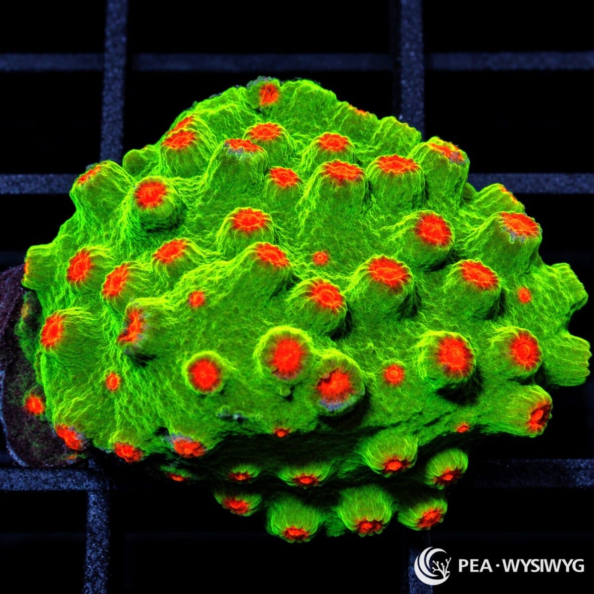 Poppy Pickin Cyphastrea Cyphastrea sp. coral with fluorescent green tissue and vivid red-orange corallite centers
