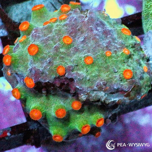 Poppy Pickin Cyphastrea Cyphastrea species WYSIWYG Under $25 coral frag