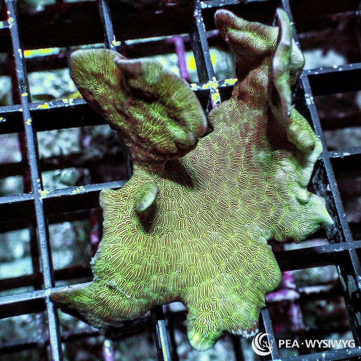 Potato Chip Pavona Pavona cactus WYSIWYG coral frag with green folded plating growth and finely ridged surface