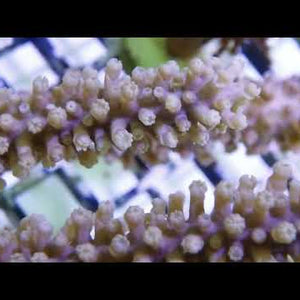 Knobby Photosynthetic Cultured Gorgonians at Pacific East Aquaculture