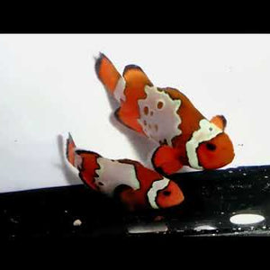Captive-Bred Bullethole Clownfish Pair – Amphiprion ocellaris