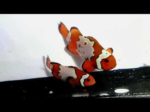 Captive-Bred Bullethole Clownfish Pair – Amphiprion ocellaris