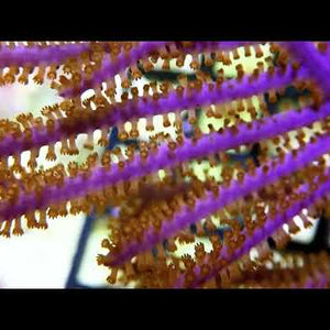 Purple Wispy Willow Photosynthetic Gorgonian Pseudopterogorgia bipinnata