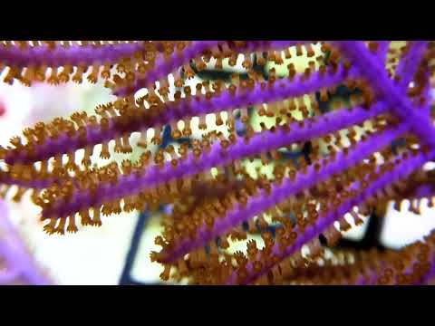 Video - Purple Willow Photosynthetic Gorgonian Pterogorgia anceps soft coral with purple branching willow-like growth and extended polyps