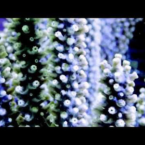 Black Photosynthetic Cultured Gorgonians at Pacific East Aquaculture