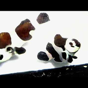 Captive-Bred Black Storm Clownfish Pair – Amphiprion ocellaris