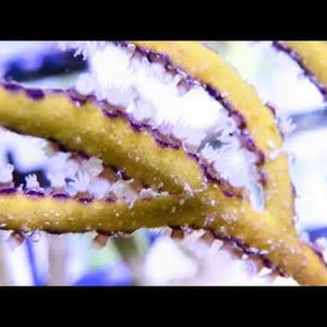 Frilly Lace Photosynthetic Cultured Gorgonians at Pacific East Aquaculture