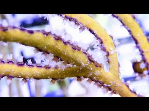 Frilly Lace Photosynthetic Cultured Gorgonians at Pacific East Aquaculture