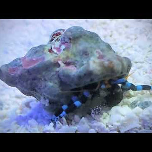 Electric Blue Hermit Crab – Calcinus elegans