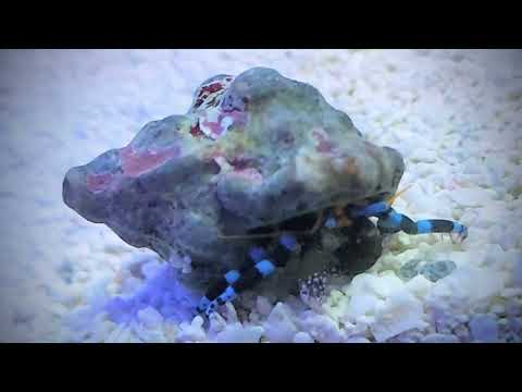 Electric Blue Hermit Crab – Calcinus elegans