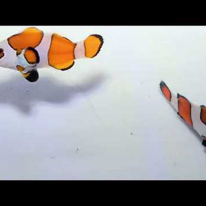 Captive-Bred Orange Storm Clownfish Pair – Amphiprion ocellaris
