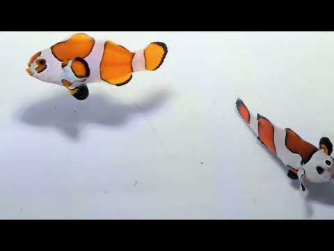 Captive-Bred Orange Storm Clownfish Pair – Amphiprion ocellaris