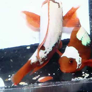 Captive-Bred White Lightning Maroon Clownfish Pair – Amphiprion biaculeatus
