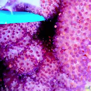 Purple Haddoni Carpet Anemone
