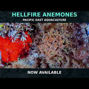 Multicolor Hellfire Anemone