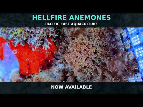 Multicolor Hellfire Anemone
