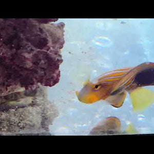 Regal Angelfish – Pygoplites diacanthus