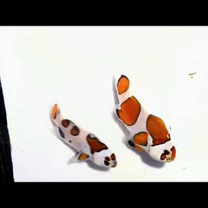 Captive-Bred Picasso Orange Storm Clownfish Pair – Amphiprion ocellaris × percula